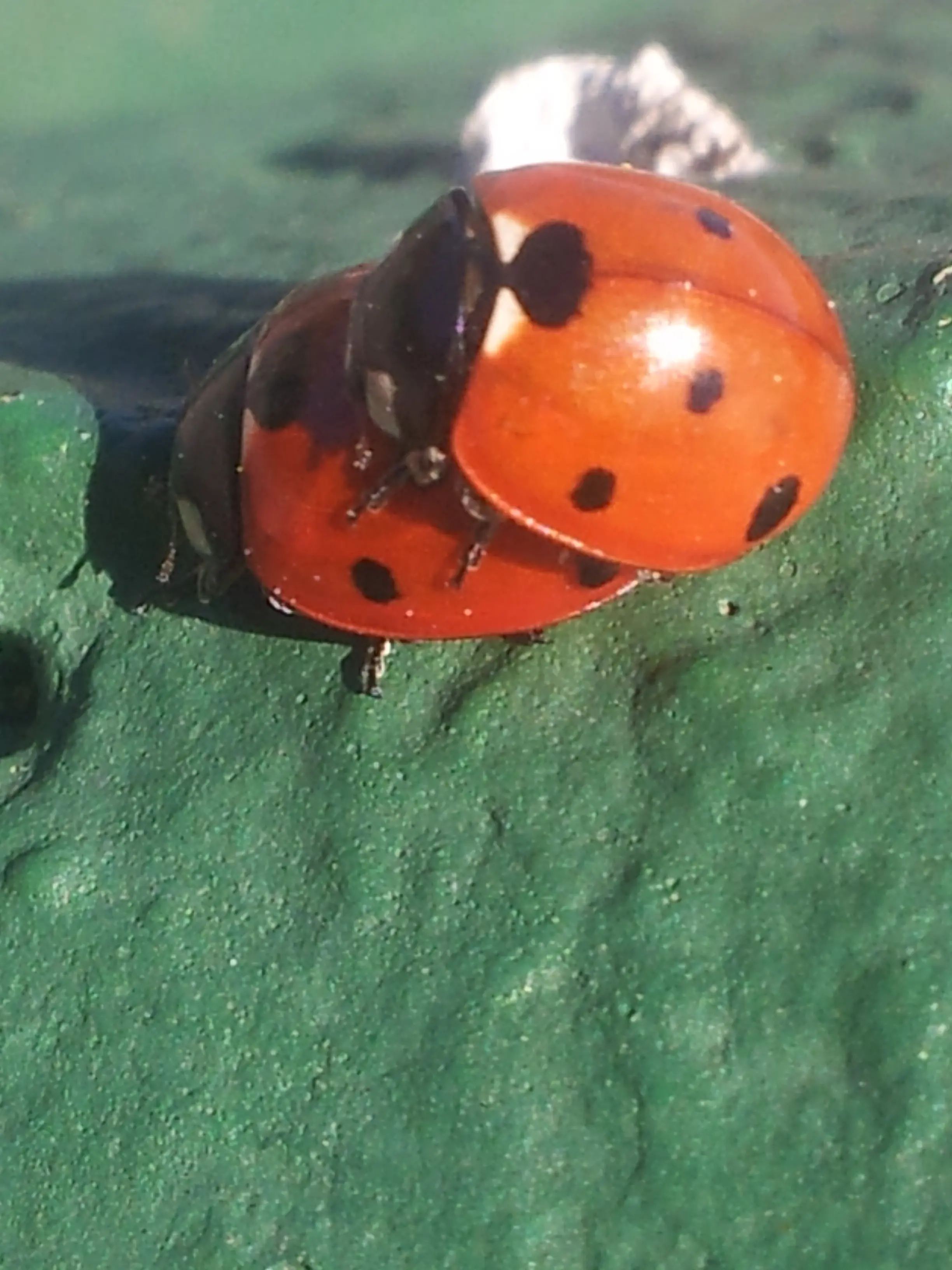 &Fotowelt - Insekten